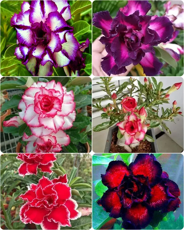 Rose_Variety_Adenium_Hybrid_Flower_Plant