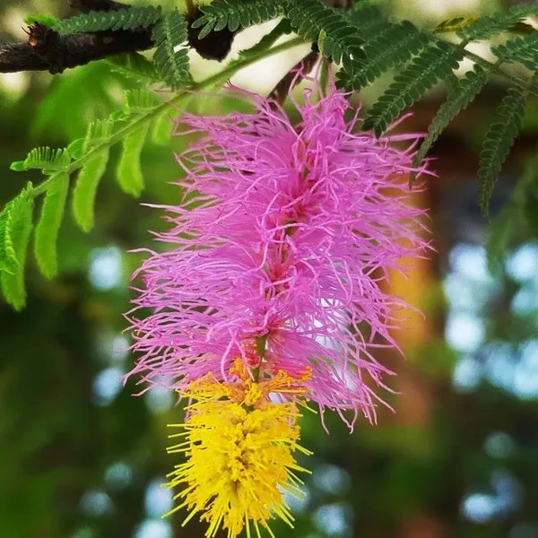 Shami_J_And_Hybrid_Flower_Live_Plant