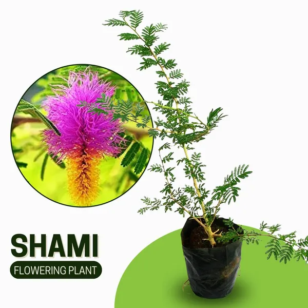 Shami/J_And_Hybrid_Flower_Live_Plant