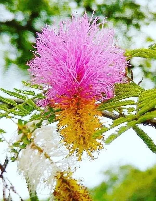 Shami/J_And_Hybrid_Flower_Live_Plant