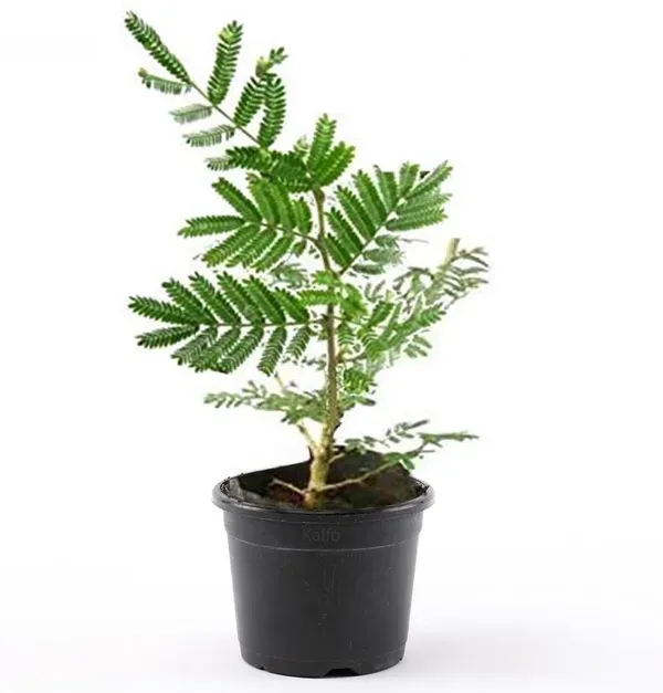 Shami_J_And_Hybrid_Flower_Live_Plant