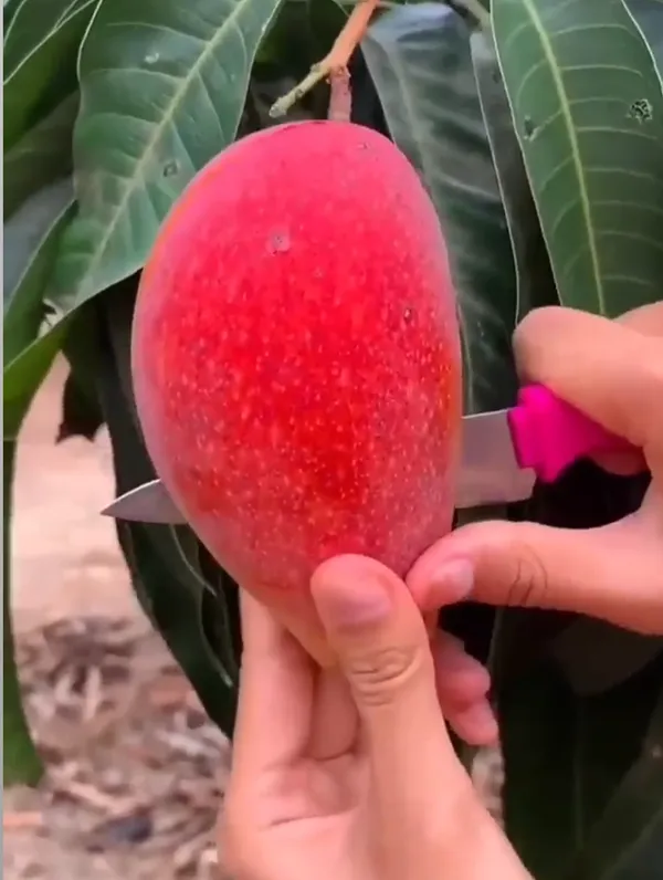 Sindhu_Mango_Grafted_Hybrid_Fruit_Plant