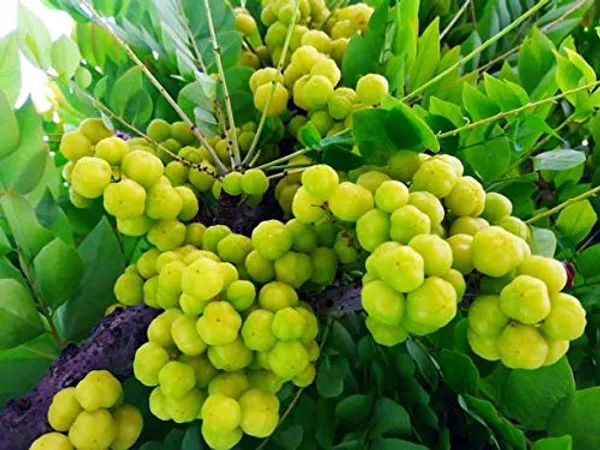 Star_Gooseberry_Phyllanthus_Acidus_Fruit_Plants_&_Tree
