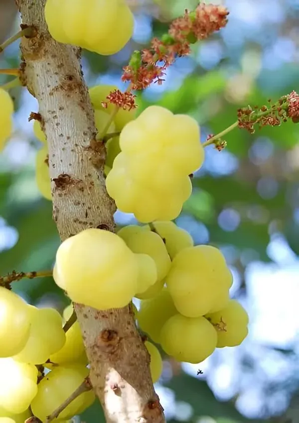 Star_Gooseberry_Phyllanthus_Acidus_Fruit_Plants_&_Tree