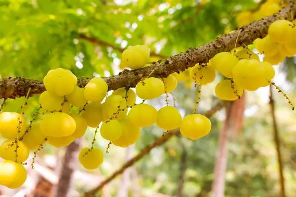 Star_Gooseberry_Phyllanthus_Acidus_Fruit_Plants_&_Tree