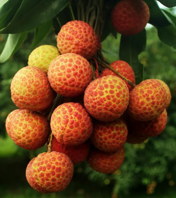 Bombai_Litchi_Hybrid_Fruit_Plant_Air_Layering_Grafted