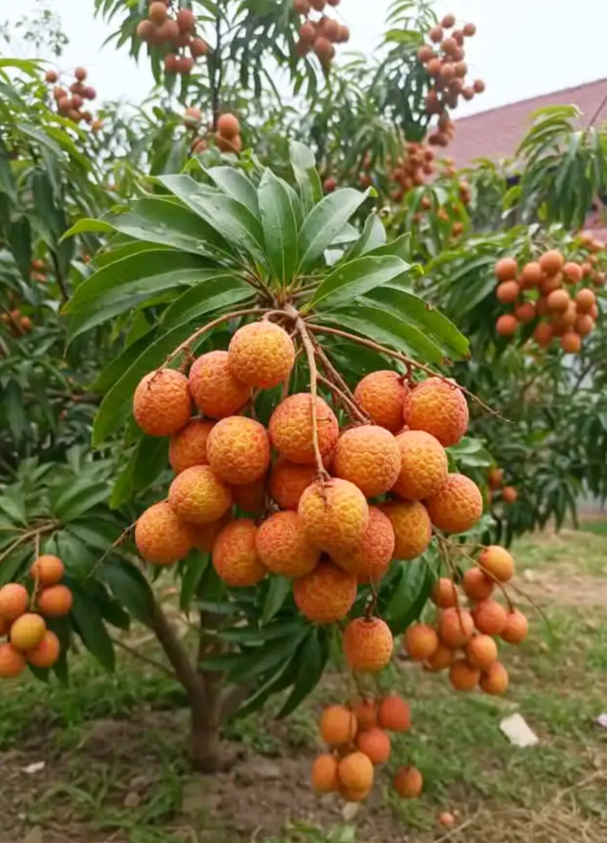 Bombai_Litchi_Hybrid_Fruit_Plant_Air_Layering_Grafted