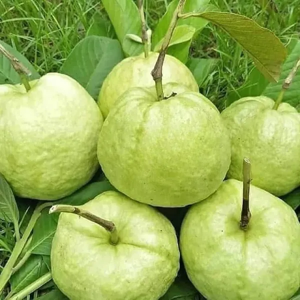 Thai_Variety_Guava_Amrood_Hybrid_Fruit_Plant
