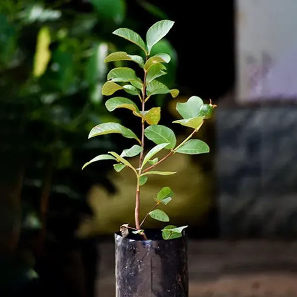 Thai_Variety_Guava_Amrood_Hybrid_Fruit_Plant
