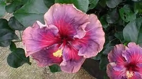 Australian_Variety_Hibiscus_Flower_Hybrid_Plant