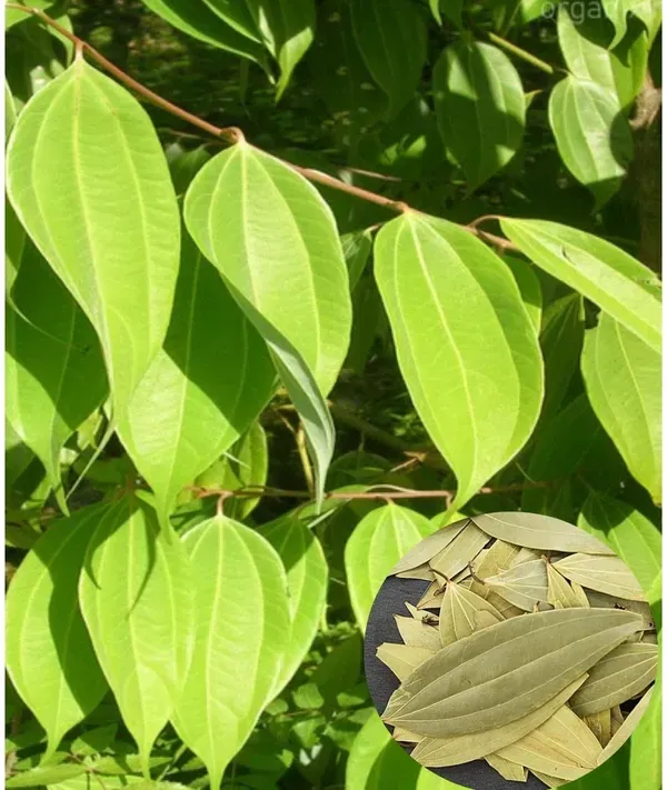Tejpatta_Tejpatra_Indian_Bay_Leaves_Hybrid_Plant