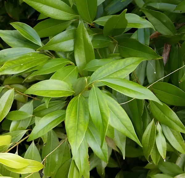 Tejpatta_Tejpatra_Indian_Bay_Leaves_Hybrid_Plant