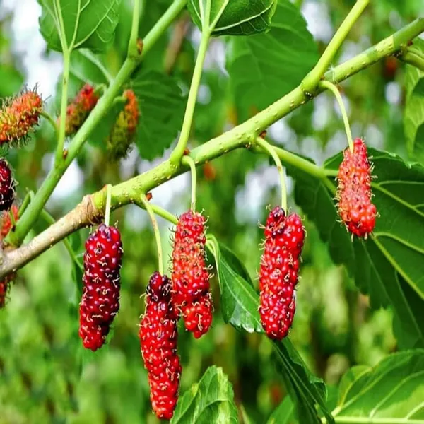 Mulberry_Shahtoot_Hybrid_Fruit_Plant_Brazilian_Variety
