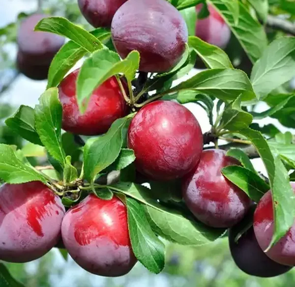 Japanese_Red_Plum_Aloo_Bukhara_Hybrid_Fruit_Plant_Japanese_Variety