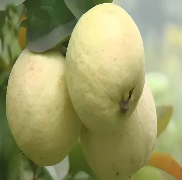 Thai_Golden_Guava_Amrood_Hybrid_Fruit_Plant