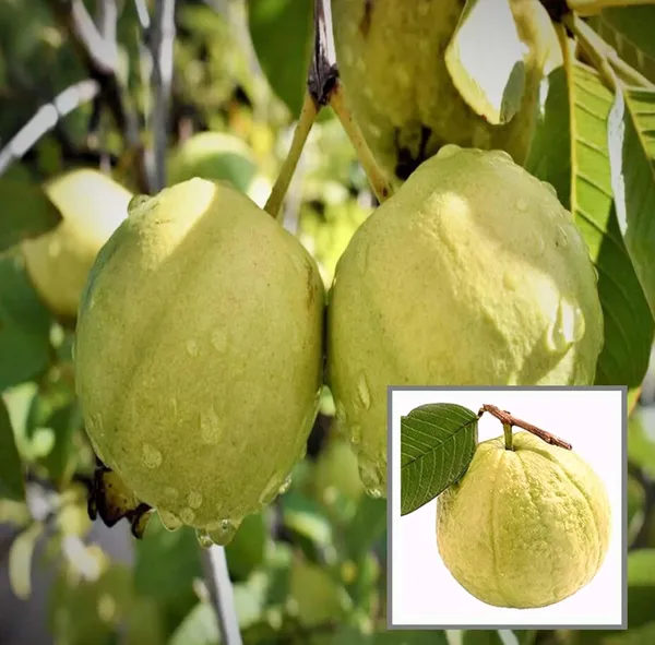 Thai_Golden_Guava_Amrood_Hybrid_Fruit_Plant