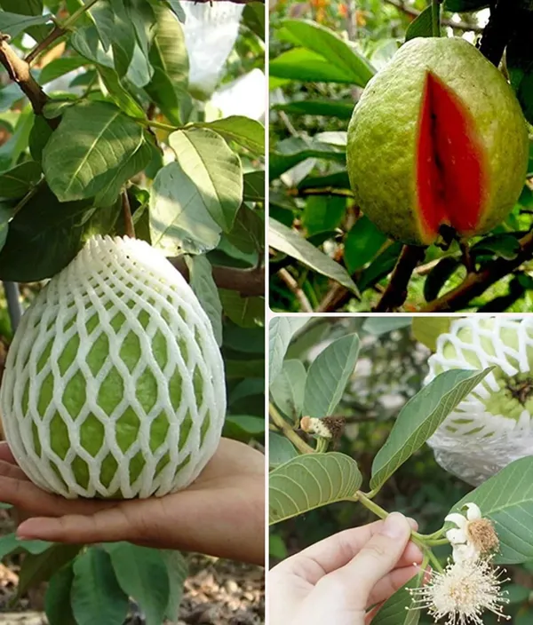 Thai_Pink_Guava_Hybrid_Dwarf_Variety_Fruit_Plant