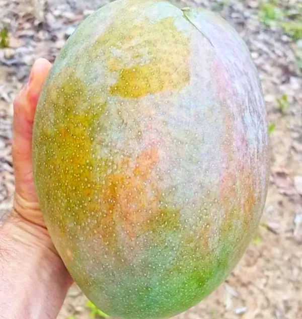 Thai_Variety_Kg_Hybrid_Mango_Grafted_Plant