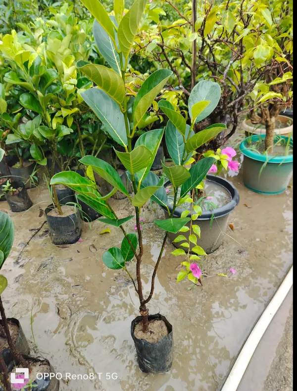 Thai_Variety_Red_Siddu_Jackfruit_Hybrid_Grafted_Plant