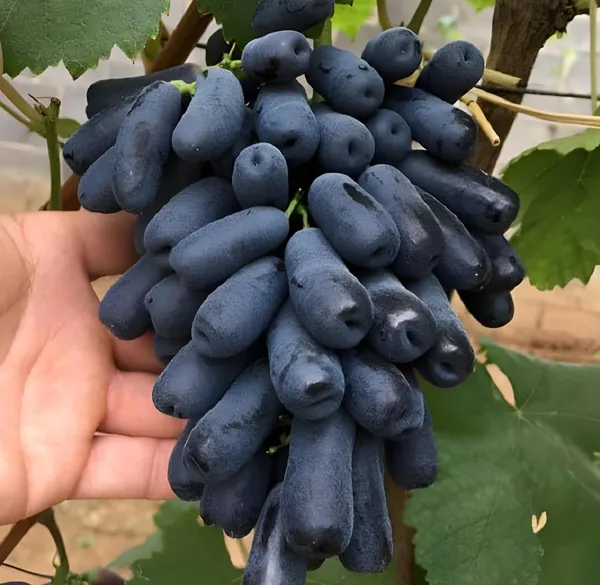 Thai_Grapes_Seedless_Hybrid_Fruit_Plant