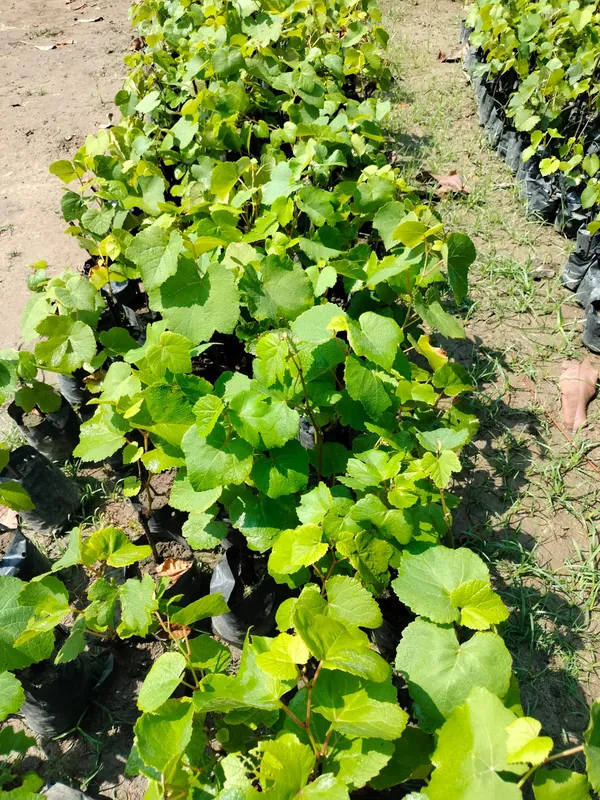 Thai_Grapes_Seedless_Hybrid_Fruit_Plant