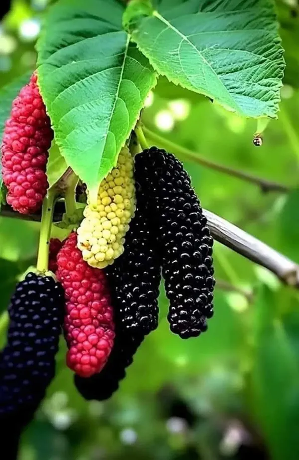 All_Time_Mulberry_Hybrid_Fruit_Plant