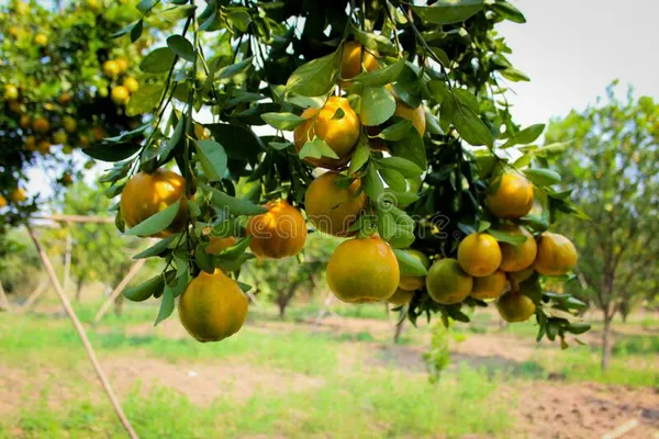 Nagpuri_Sweet_Orange/Santra_Grafted_Fruit_Plant