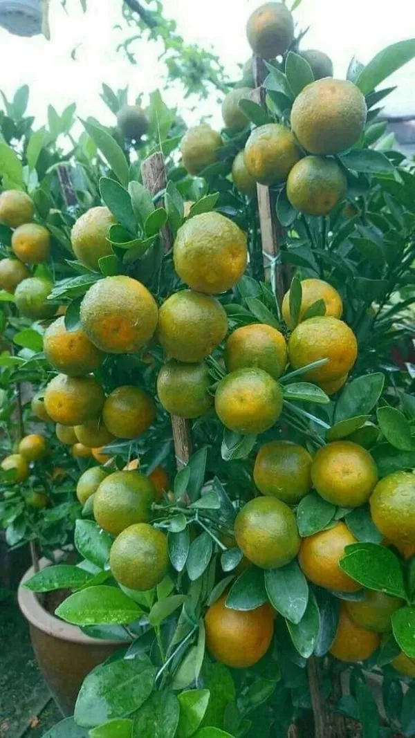 Nagpuri_Sweet_Orange_Santra_Grafted_Fruit_Plant