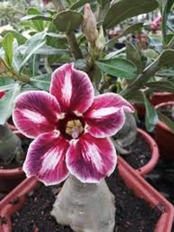 Adenium_Rose_Varieties_Flower_Live_Plant