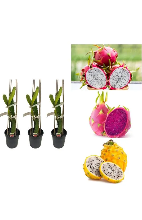 Thai_Variety_Multicolour_Dragon_Hybrid_Fruit_Plant