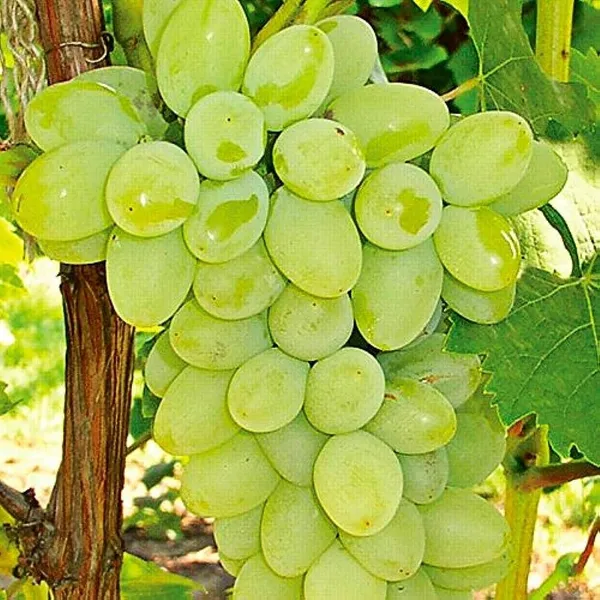 Thai_Varieties_Grapes_Hybrid_Air_Layering_Fruit_Plant