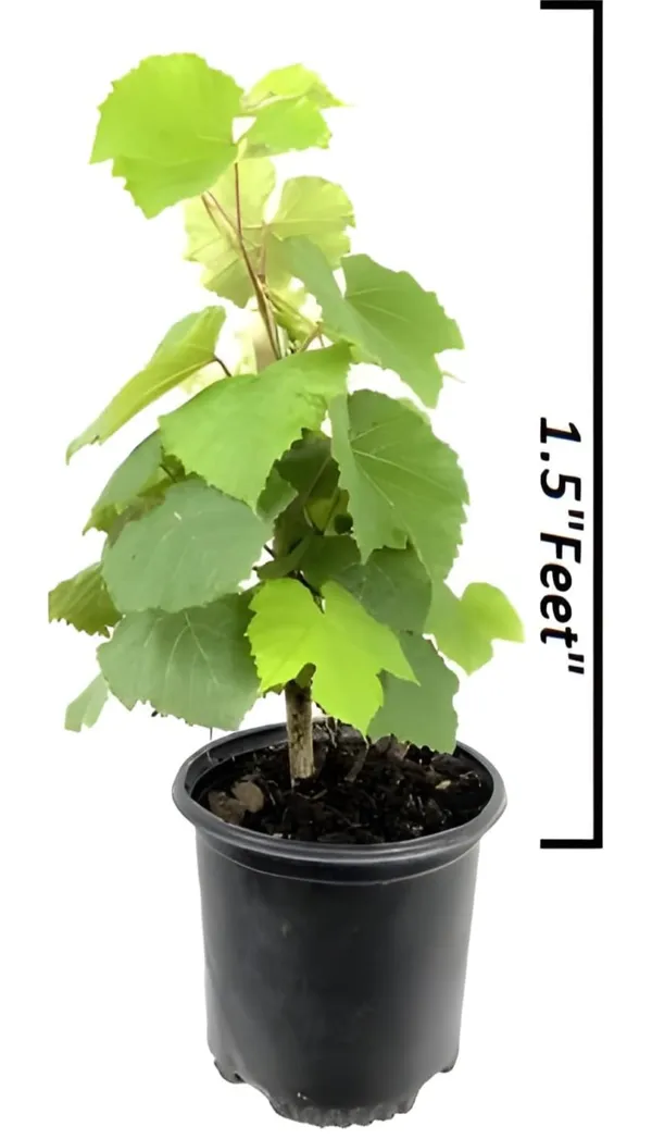 Thai_Varieties_Grapes_Hybrid_Air_Layering_Fruit_Plant