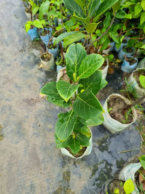 Thai_All_Time_Red_Jackfruit_Grafted_Fruit_Plant