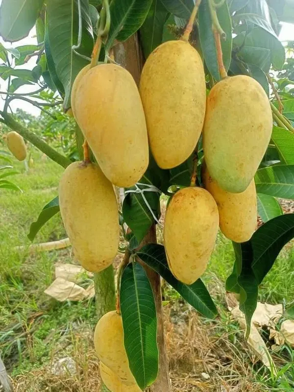 Thai_All_Time_Mango_Grafted_Fruit_Plant