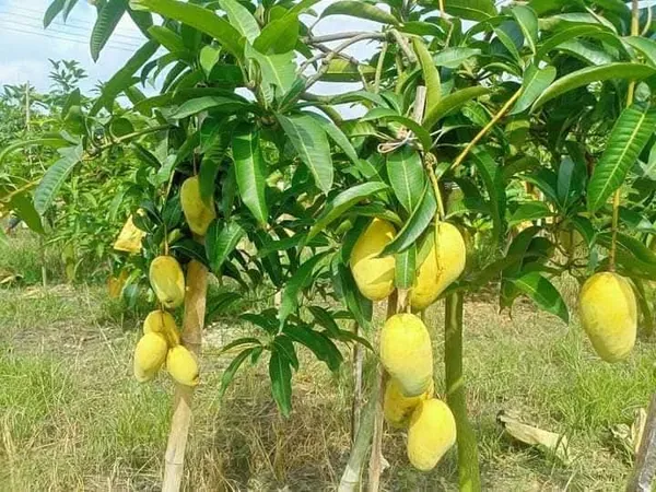 Thai_All_Time_Mango_Grafted_Fruit_Plant