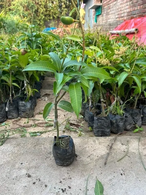 All_Time_Mango_Hybrid_'Grafted'_Fruit_Plant
