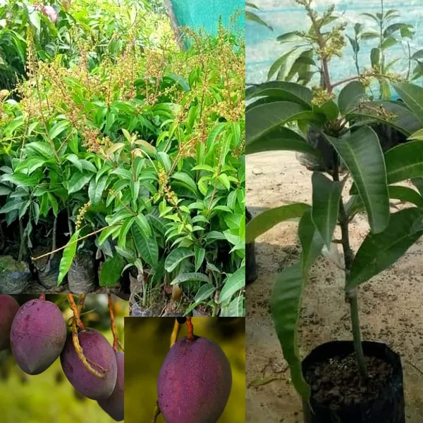 All_Time_Mango_Hybrid_'Grafted'_Fruit_Plant