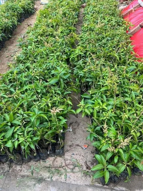 All_Time_Mango_Hybrid_'Grafted'_Fruit_Plant