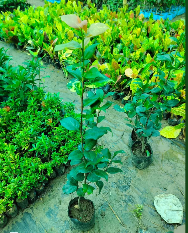 Camellia_Pink_Colour_Rare_Hybrid_Flower_Live_Plant