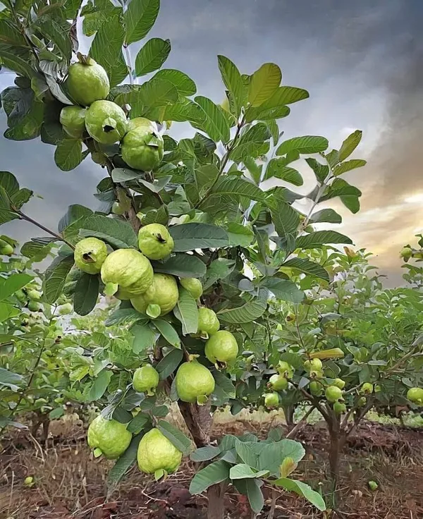 Thai_Variety_Red_Diamond_Guava_Hybrid_Fruit_Plant