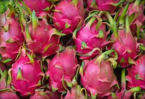 Thailand_Variety_Red_Dragon_Fruit_Hybrid_Plant