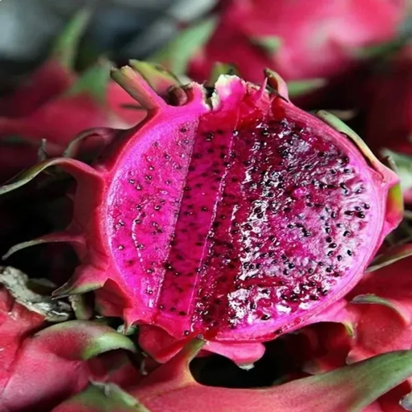 Thailand_Variety_Red_Dragon_Fruit_Hybrid_Plant