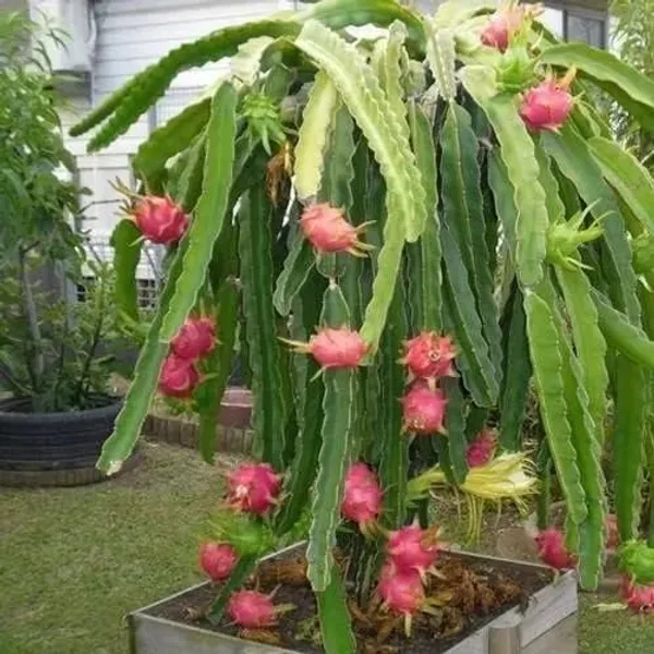 Pack_Of_3_Thai_Dragon_Hybrid_Fruit_Plant