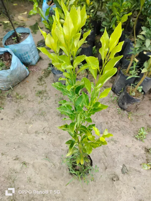 Kinnow_Sweet_Orange_Santra_Grafted_Hybrid_Fruit_Plant