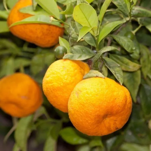 Kinnow_Sweet_Orange_Santra_Grafted_Hybrid_Fruit_Plant