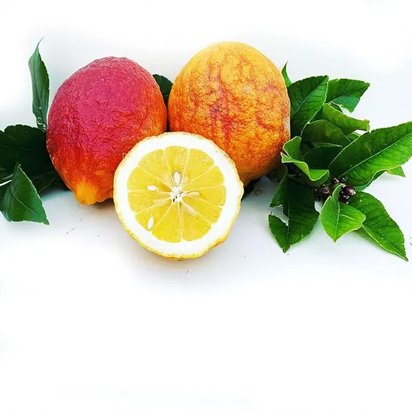 Australian_Red_Lemon_Hybrid_Fruit_Plant