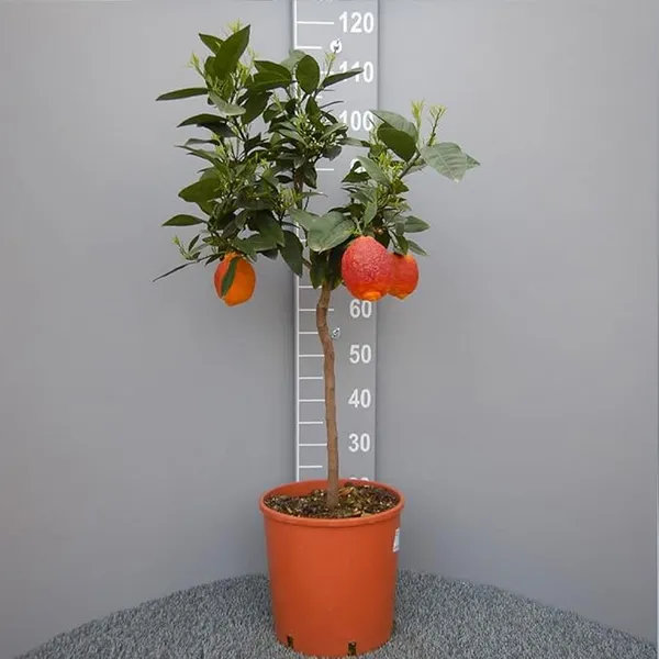 Australian_Red_Lemon_Hybrid_Fruit_Plant