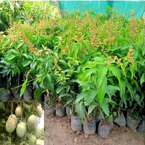 Thai_All_Time_Mango_Grafted_Fruit_Plant