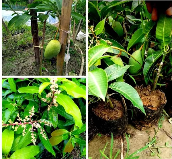 Thai_All_Time_Mango_Grafted_Fruit_Plant