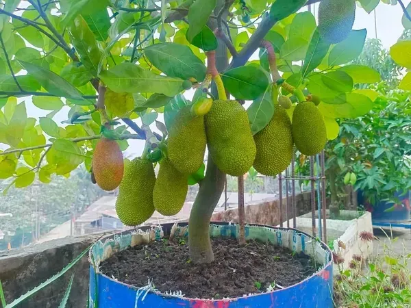 Thai_All_Time_Jackfruit_Hybrid_Grafted_Plant
